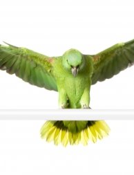 Aviseed Neotropische papegaaien complex 15kg