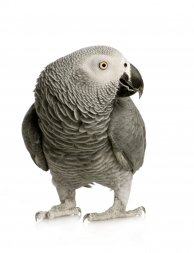 Aviseed Afrikaanse papegaaien complex 15kg